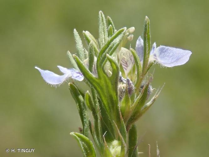 <i>Teucrium aristatum</i> Pérez Lara, 1889 © H. TINGUY