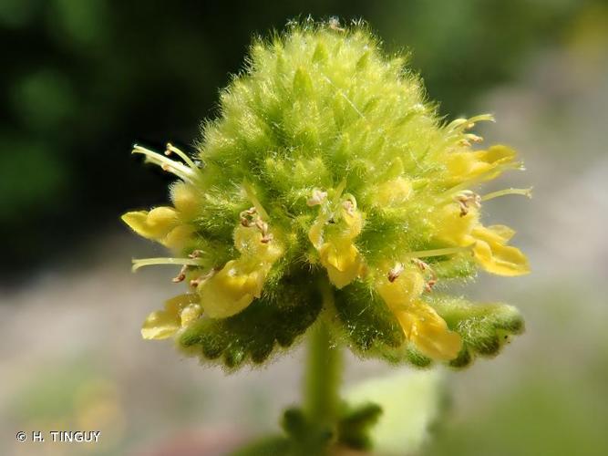 <i>Teucrium aureum</i> Schreb., 1773 © H. TINGUY