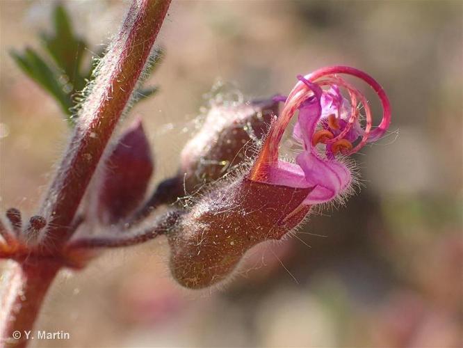 <i>Teucrium botrys</i> L., 1753 © 