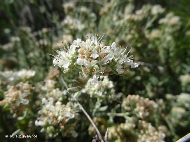 <i>Teucrium dunense</i> Sennen, 1925 © P. Rouveyrol