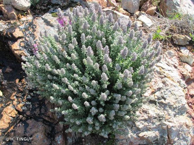 <i>Teucrium marum</i> L., 1753 © H. TINGUY