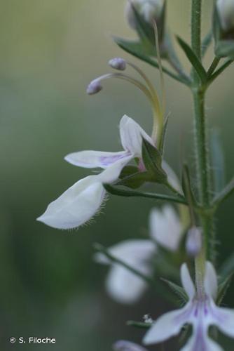 <i>Teucrium pseudochamaepitys</i> L., 1753 © S. Filoche