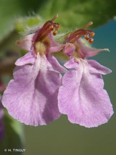 <i>Teucrium scordium</i> L., 1753 © H. TINGUY