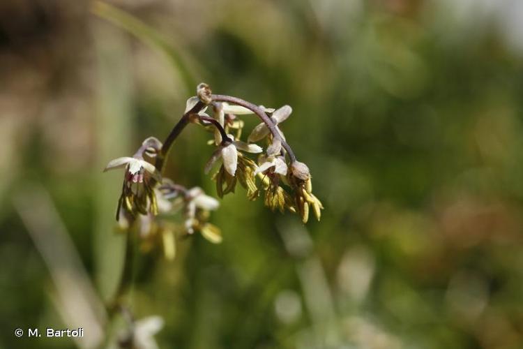 <i>Thalictrum alpinum</i> L., 1753 © M. Bartoli