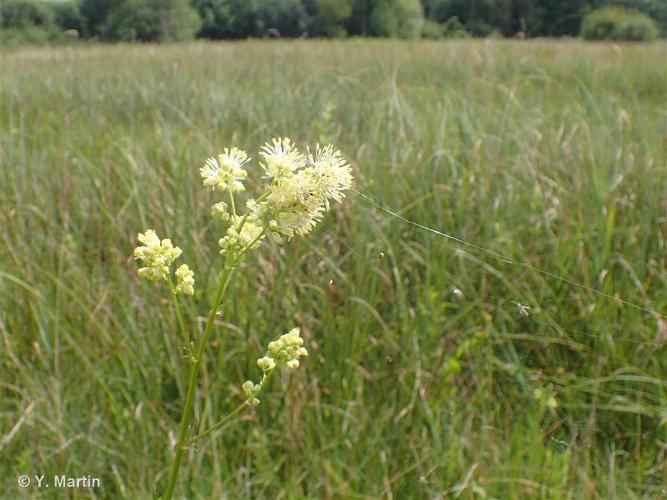 <i>Thalictrum flavum</i> L., 1753 © 