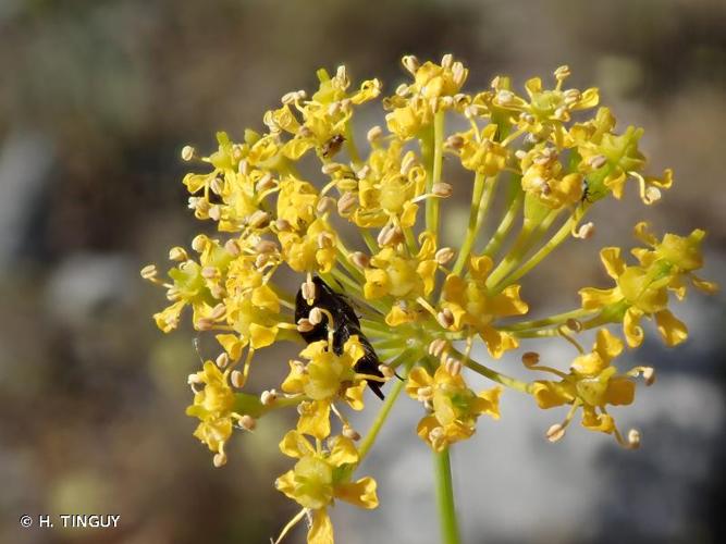 <i>Thapsia villosa</i> L., 1753 © H. TINGUY