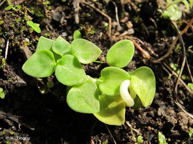 <i>Theligonum cynocrambe</i> L., 1753 © H. Tinguy