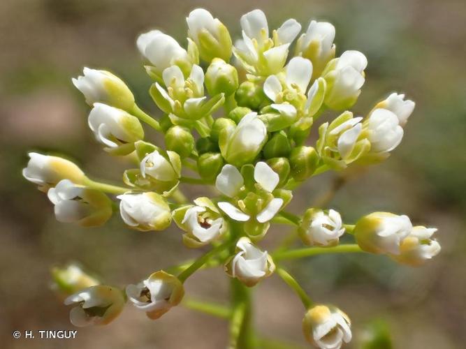 <i>Thlaspi alliaceum</i> L., 1753 © H. TINGUY