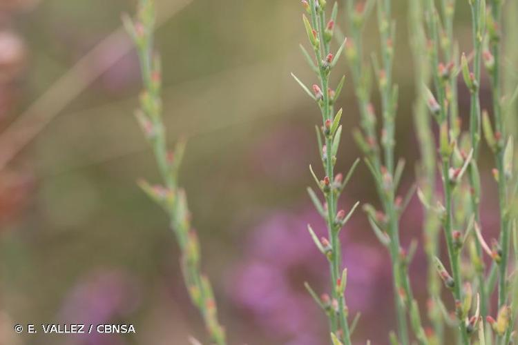 <i>Thymelaea passerina</i> (L.) Coss. & Germ., 1861 © E. VALLEZ / CBNSA