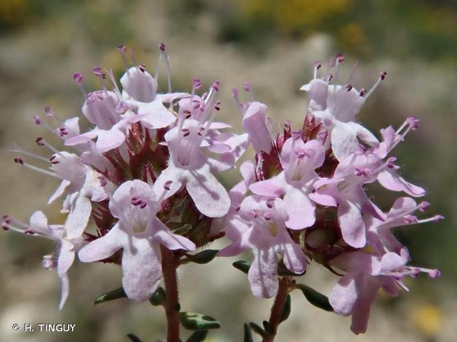 <i>Thymus vulgaris</i> L., 1753 © H. TINGUY