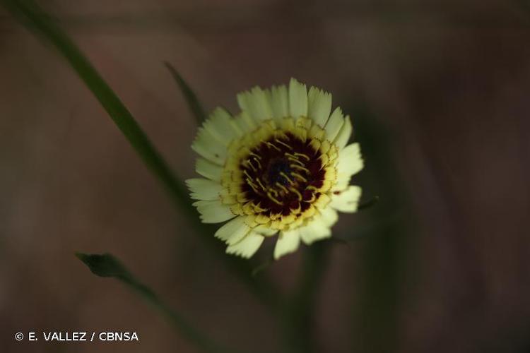 <i>Tolpis umbellata</i> Bertol., 1803 © E. VALLEZ / CBNSA