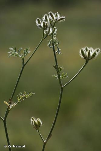 <i>Torilis leptophylla</i> (L.) Rchb.f., 1867 © O. Nawrot