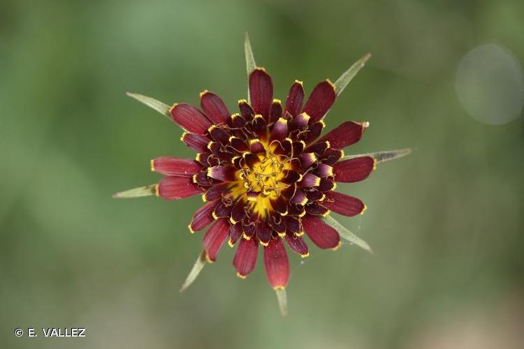 <i>Tragopogon crocifolius</i> L., 1759 © E. VALLEZ