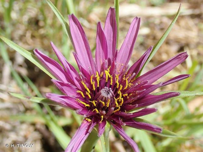 <i>Tragopogon eriospermus</i> Ten., 1823 © H. TINGUY