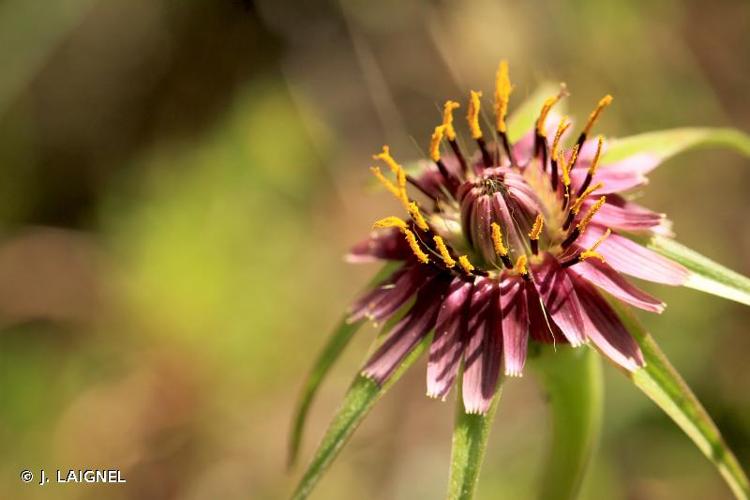 <i>Tragopogon porrifolius</i> L., 1753 © J. LAIGNEL