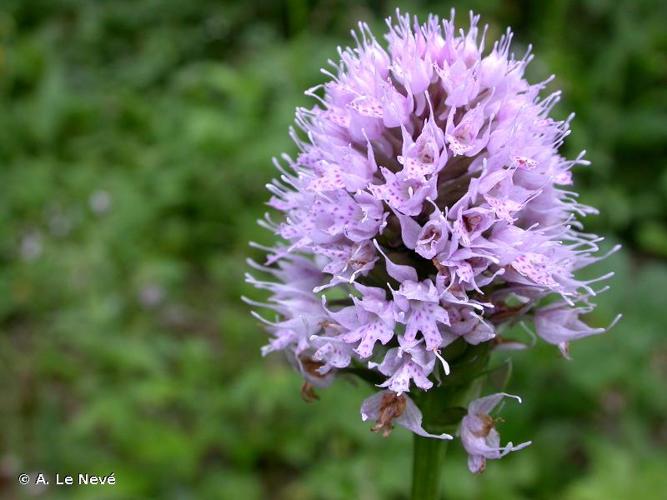 <i>Traunsteinera globosa</i> (L.) Rchb., 1842 © A. Le Nevé