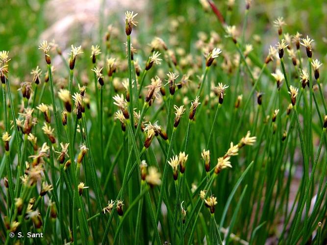 <i>Trichophorum cespitosum</i> (L.) Hartm., 1849 © S. Sant