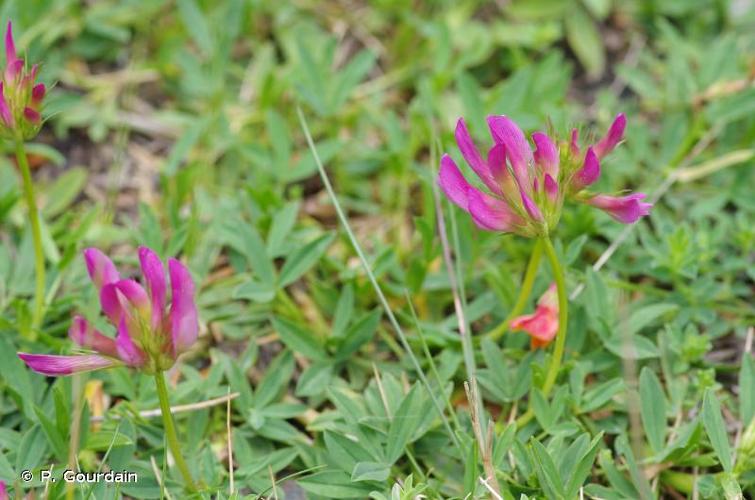 <i>Trifolium alpinum</i> L., 1753 © P. Gourdain