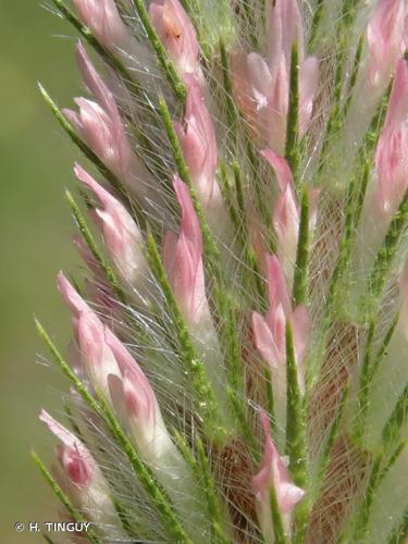 <i>Trifolium angustifolium</i> L., 1753 © H. TINGUY