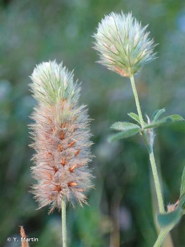 <i>Trifolium arvense</i> L., 1753 © Y. Martin