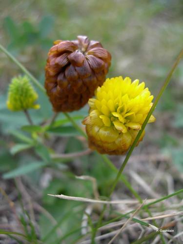 <i>Trifolium badium</i> Schreb., 1804 © P. Gourdain