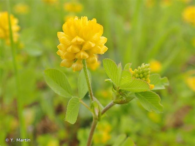 <i>Trifolium campestre</i> Schreb., 1804 © Y. Martin