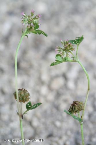 <i>Trifolium cernuum</i> Brot., 1816 © R. Dupré MNHN/CBNBP