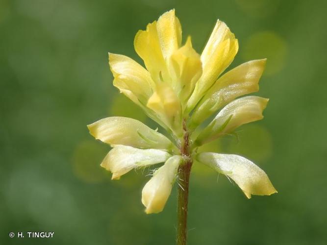 <i>Trifolium dubium</i> Sibth., 1794 © H. TINGUY