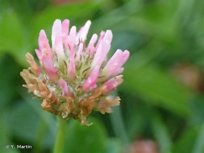 <i>Trifolium fragiferum</i> L., 1753 © Y. Martin