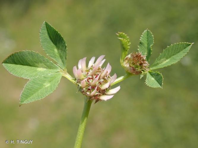 <i>Trifolium glomeratum</i> L., 1753 © H. TINGUY