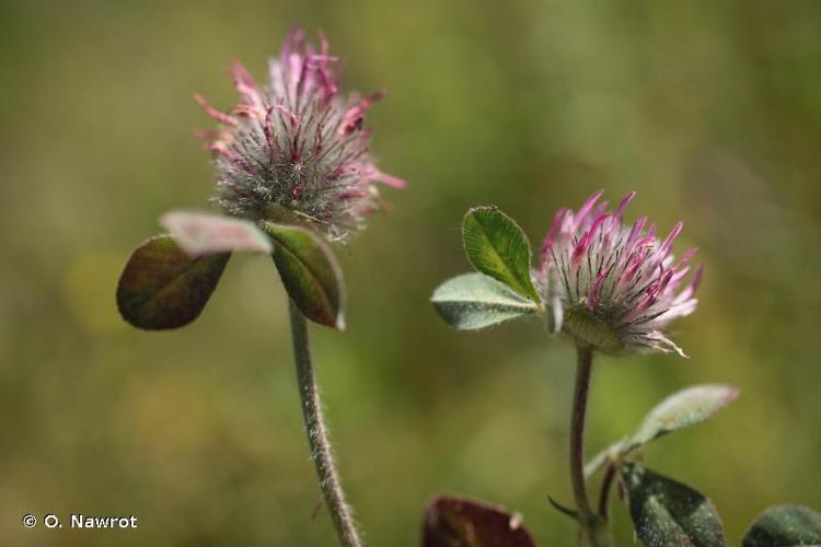 <i>Trifolium hirtum</i> All., 1789 © O. Nawrot