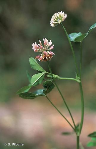 <i>Trifolium hybridum</i> L., 1753 © S. Filoche