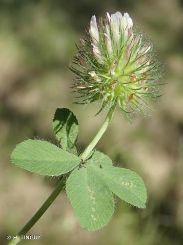 <i>Trifolium lappaceum</i> L., 1753 © H. TINGUY