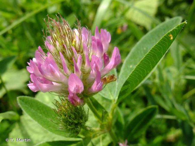 <i>Trifolium medium</i> L., 1759 © Y. Martin