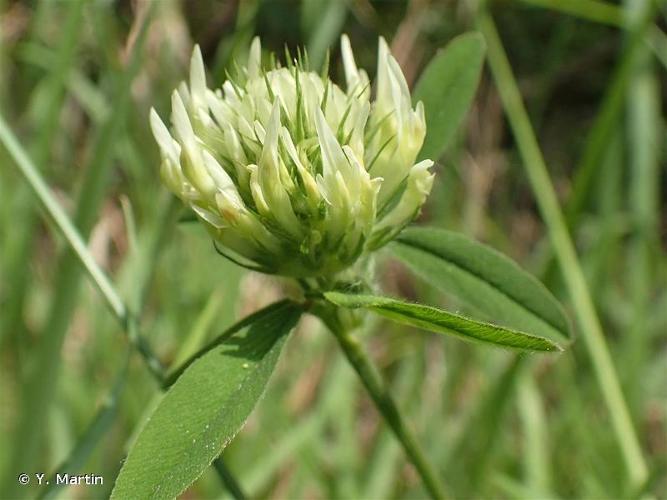 <i>Trifolium ochroleucon</i> Huds., 1762 © Y. Martin