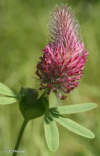 <i>Trifolium rubens</i> L., 1753 © S. Filoche