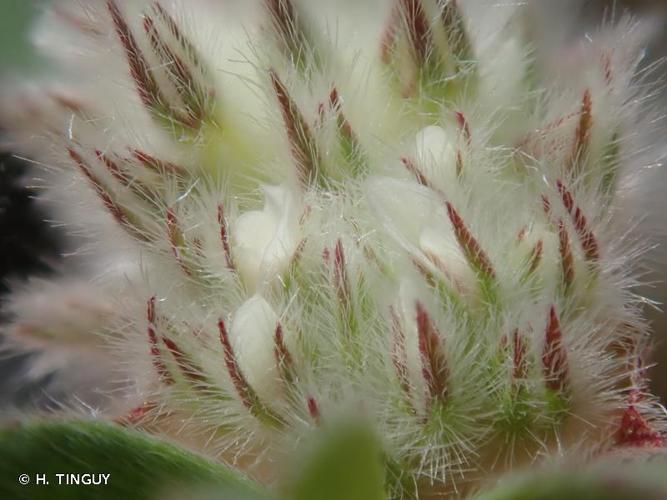 <i>Trifolium saxatile</i> All., 1773 © H. TINGUY