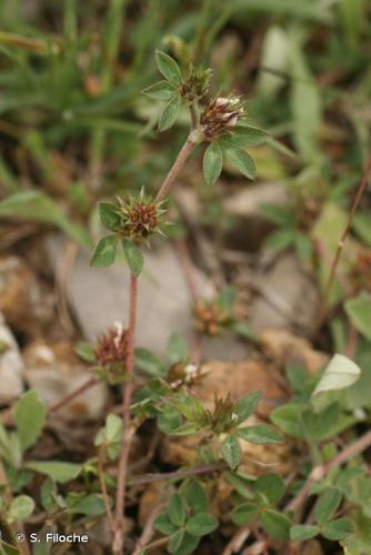 <i>Trifolium scabrum</i> L., 1753 © S. Filoche