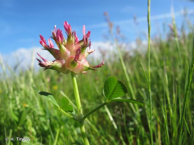 <i>Trifolium spumosum</i> L., 1753 © H. Tinguy