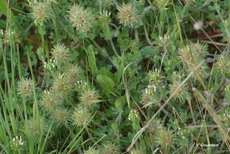 <i>Trifolium stellatum</i> L., 1753 © P. Gourdain