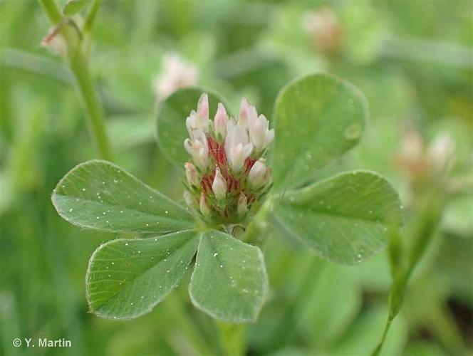 <i>Trifolium striatum</i> L., 1753 © 