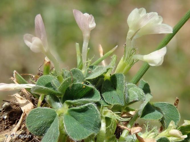 <i>Trifolium subterraneum</i> L., 1753 © H. TINGUY