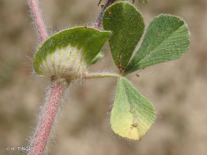 <i>Trifolium sylvaticum</i> Gérard ex Loisel., 1809 © H. TINGUY