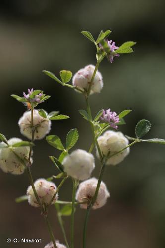 <i>Trifolium tomentosum</i> L., 1753 © O. Nawrot