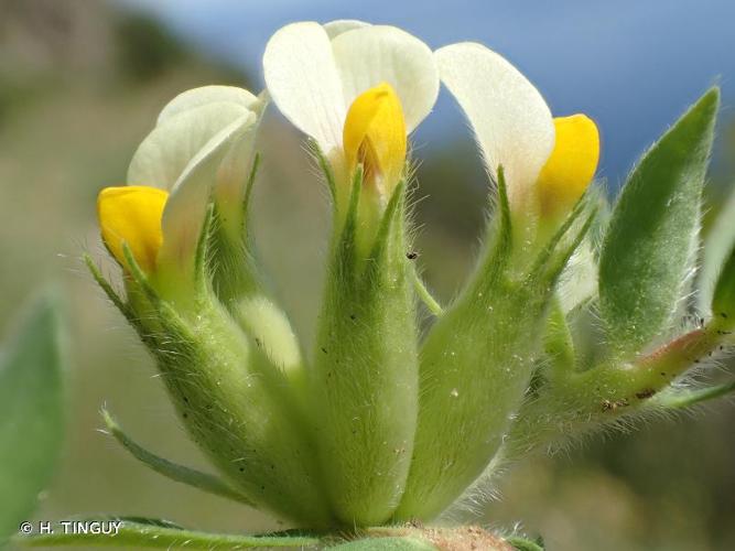 <i>Tripodion tetraphyllum</i> (L.) Fourr., 1868 © H. TINGUY