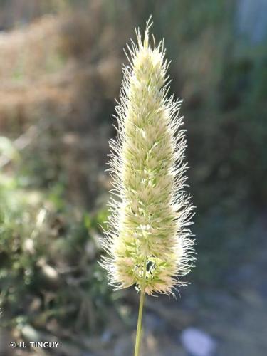 <i>Trisetaria panicea</i> (Lam.) Paunero, 1950 © H. TINGUY