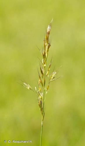 <i>Trisetum flavescens</i> (L.) P.Beauv., 1812 © O. Roquinarc'h