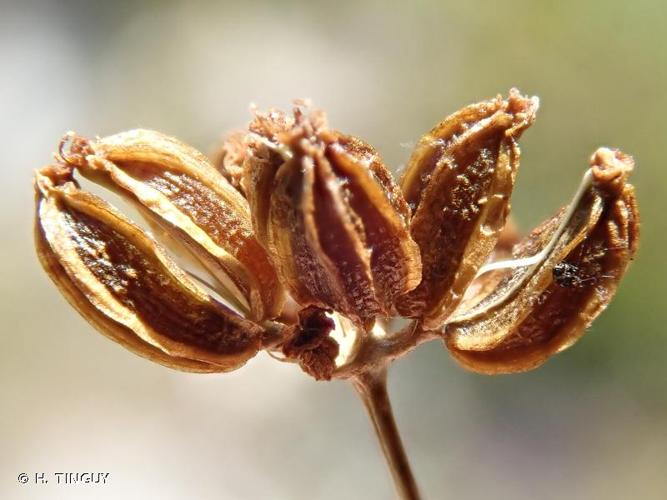 <i>Trochiscanthes nodiflora</i> (All.) W.D.J.Koch, 1824 © H. TINGUY