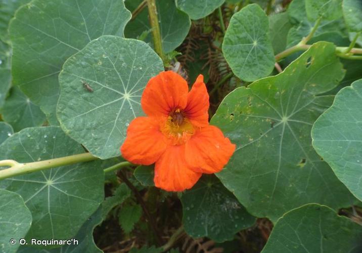 <i>Tropaeolum majus</i> L., 1753 © O. Roquinarc'h