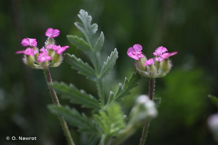 <i>Turgenia latifolia</i> (L.) Hoffm., 1814 © O. Nawrot